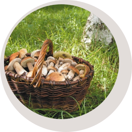 Mushroom harvesting photo